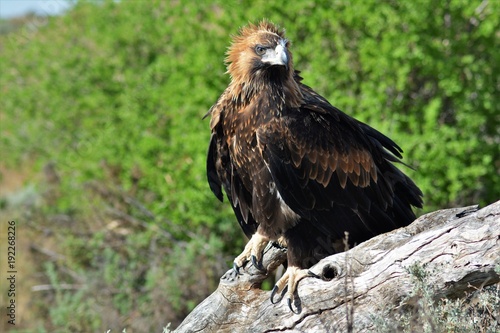 young wedge tailed eagle