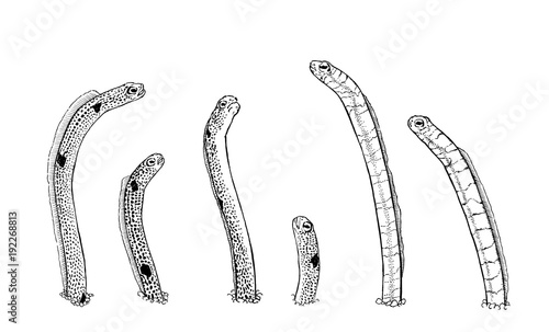 チンアナゴとニシキアナゴのペン画 Stock イラスト Adobe Stock チンアナゴとニシキアナゴのペン画 Stock イラスト Adobe Stock