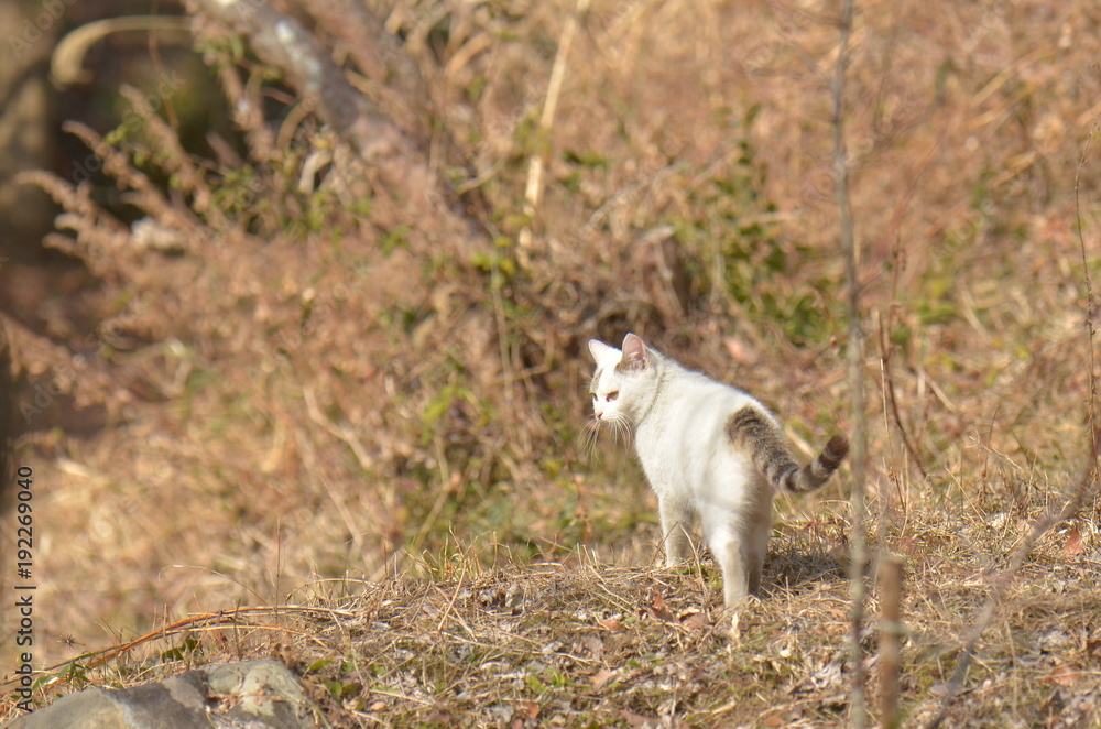 Fototapeta premium ねこ