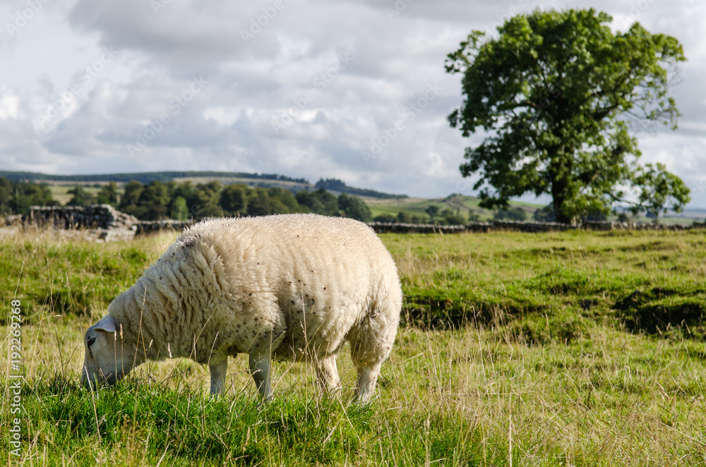 Fototapeta premium English Sheep