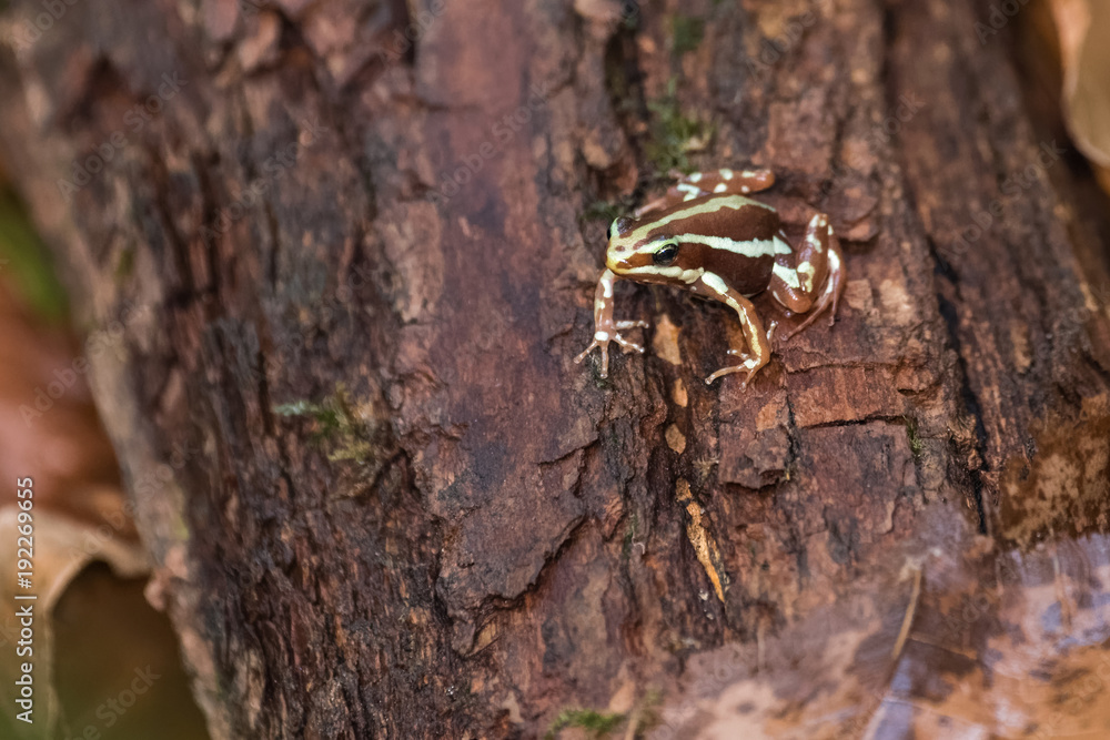 Phantasmal poison frog on a fallen tree