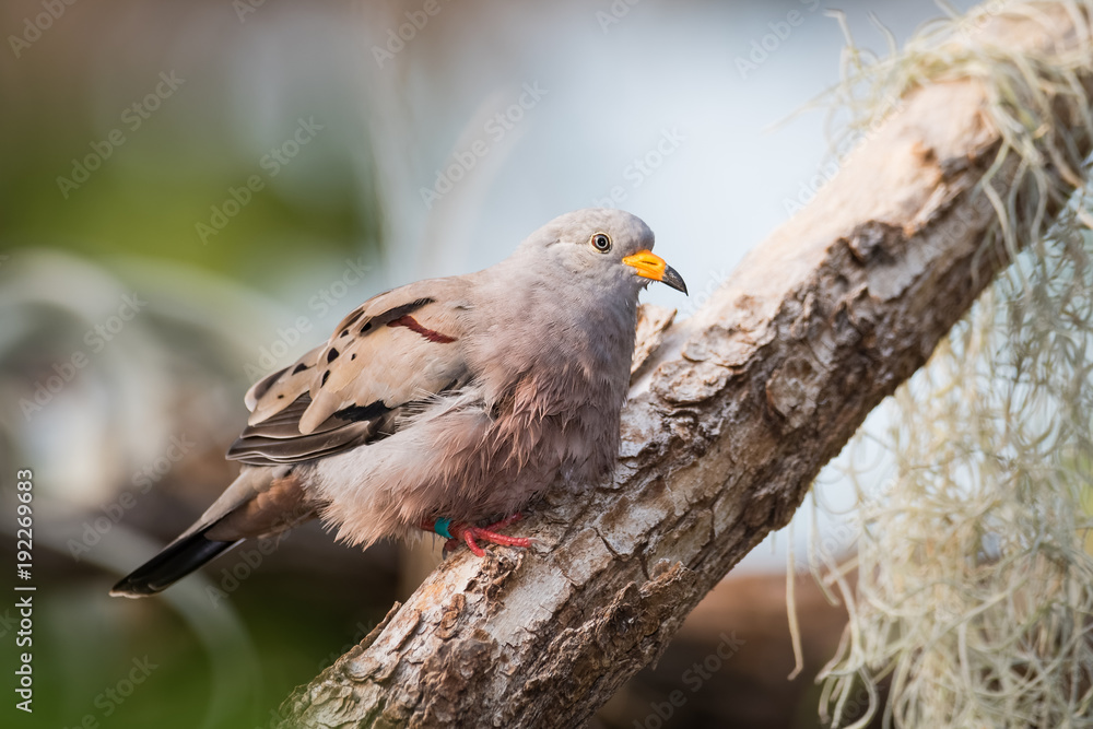 Croaking ground dove sitting on a mossy branch