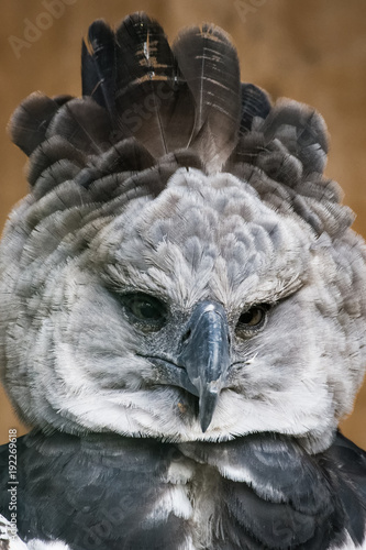 Принти на полотні Portrait of a harpy eagle