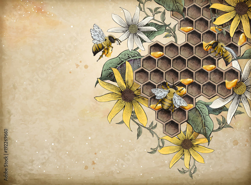 Honey bee and apiary