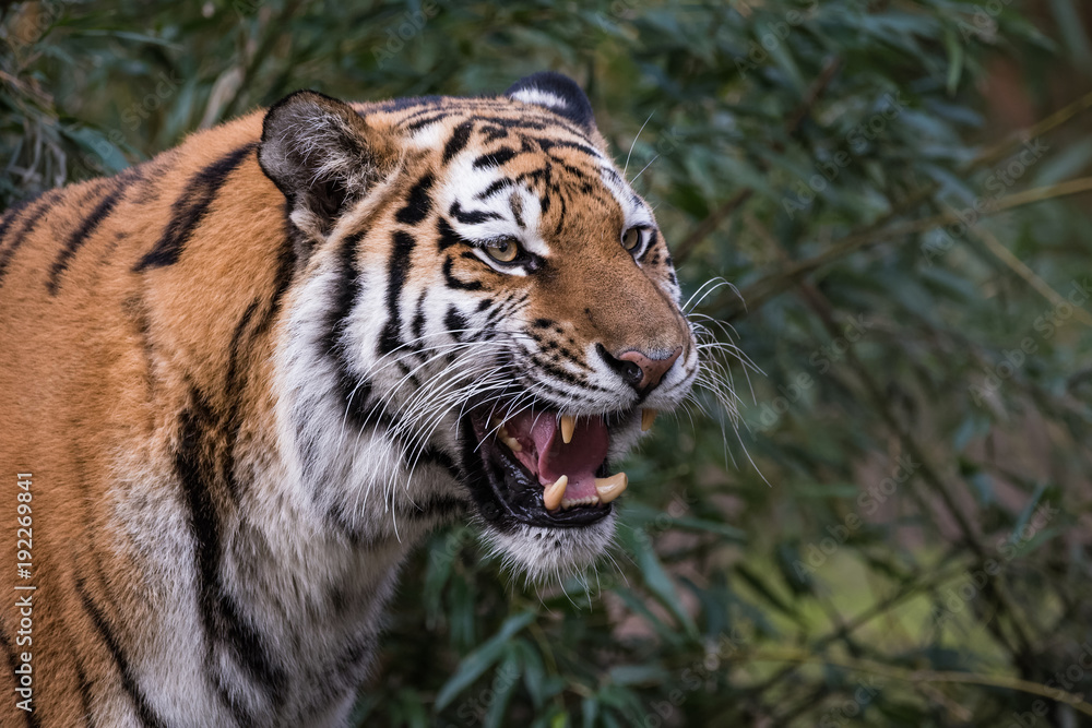 Obraz premium Female Siberian Tiger roaring in front of a bush