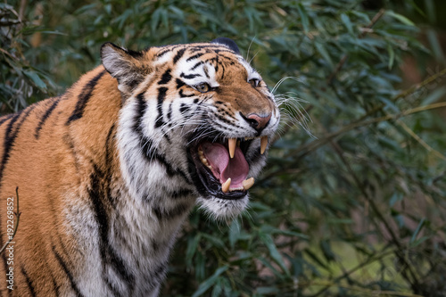 Female Siberian Tiger roaring in front of a bush