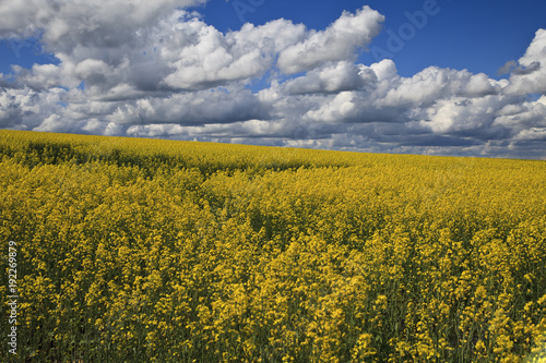 Bright yellow rapeseed field