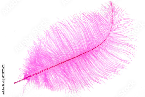 decorative pink feather on white isolated background
