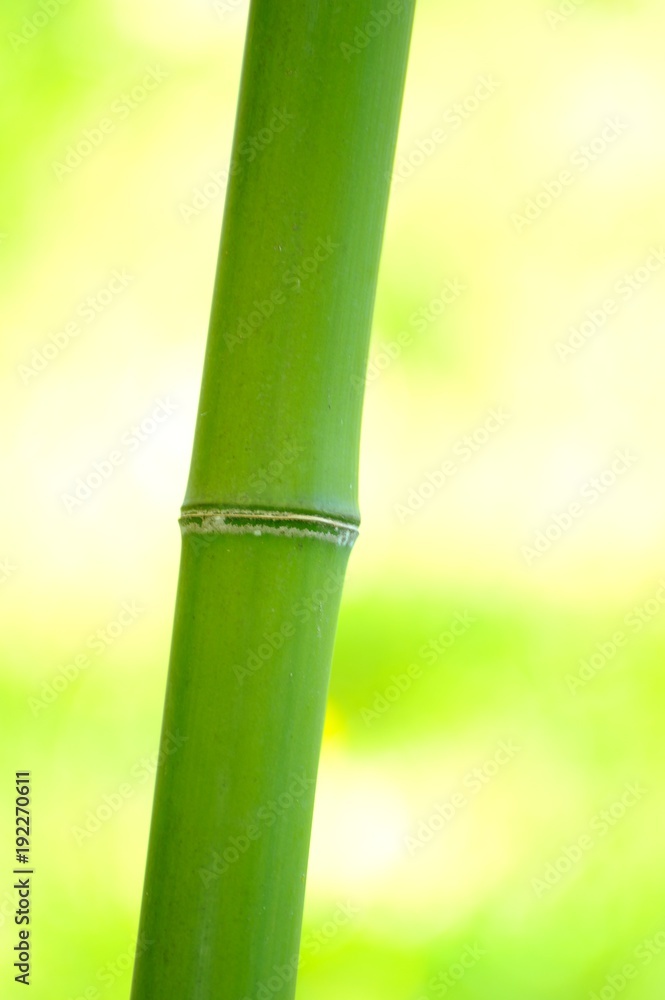 Fototapeta premium 一本の竹.