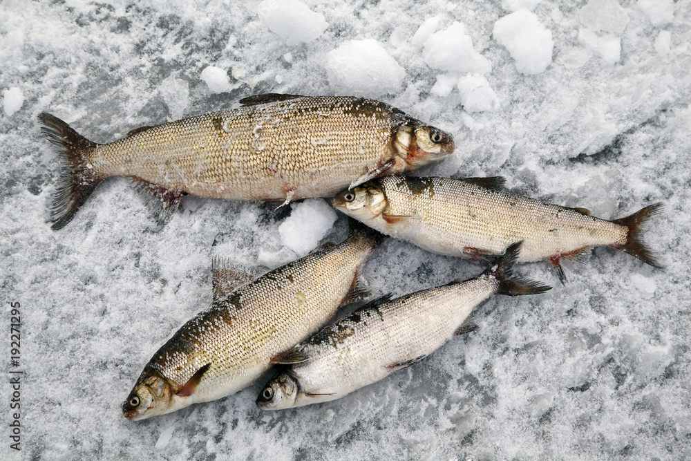 winter fishing, good catch of fish