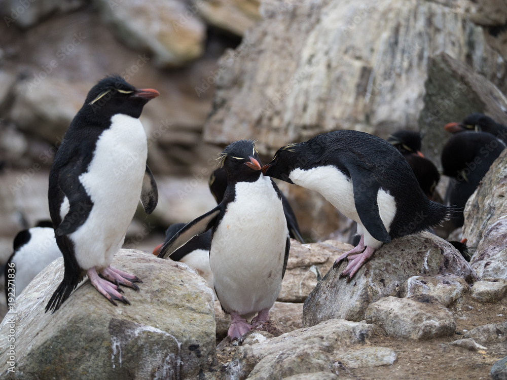 Fototapeta premium Rockhopper Penguin Grooming Another Penguin while standing among rocks.