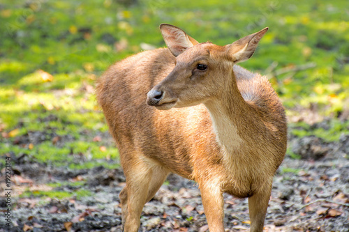 Fototapeta Naklejka Na Ścianę i Meble -  Deer picture is eating grass in the field