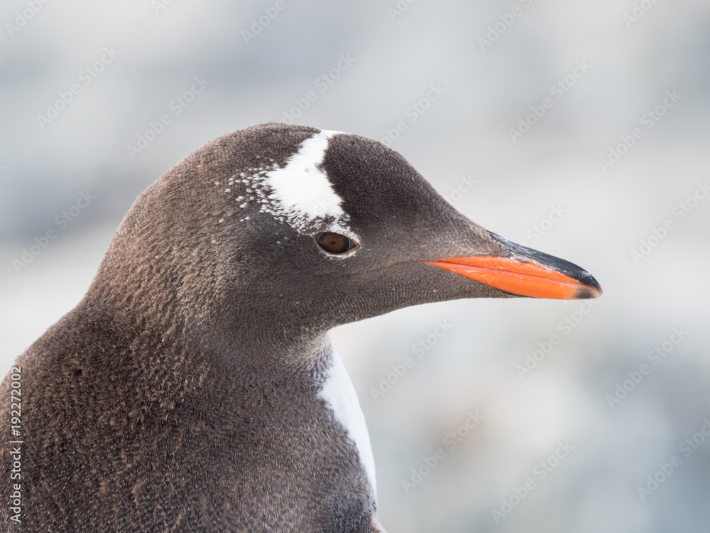 Obraz premium Sunlit Head of an adult Gentoo penguin with its orange beak and dark gray and white feathers.