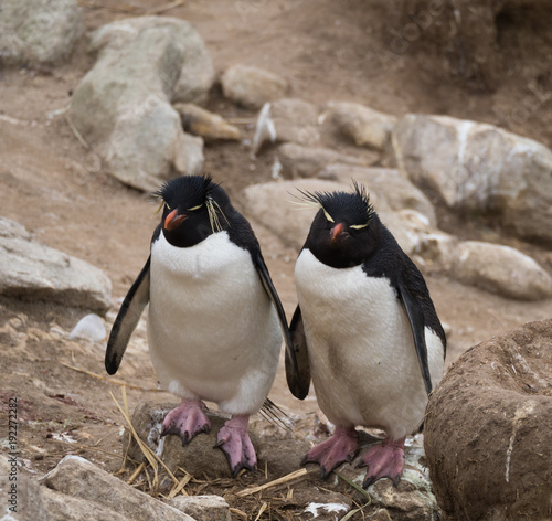 Two Rockhopper Penguins Side by Side with pink webbed feet and orange beaks. They are standing on rocky terrain, facing the camera.