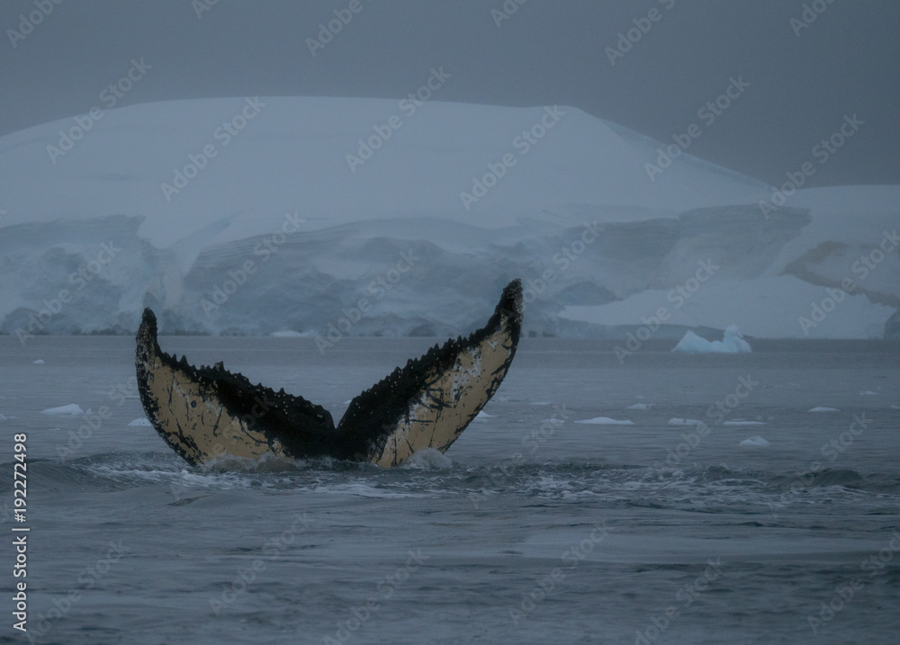Fototapeta premium Humpback whale fluke with scars and barnacles showing at it dives. A mountain with a glacier is in the background. Photographed at dusk.