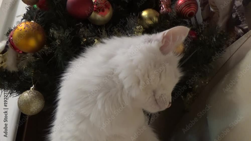 Odd-eyed cat in front of the tree Odd-eyed cat in front of the tree