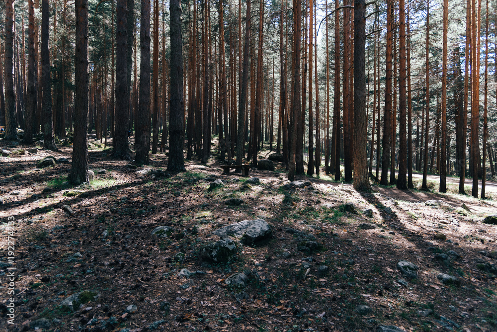 Fototapeta premium Background of trunks of pine trees in forest with sunlight