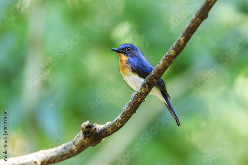 Male Tickell's blue flycatcher perching on tree branch with green bokeh background , Thailand