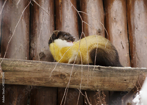 Животное Харза (yellow-throated marten ) photo