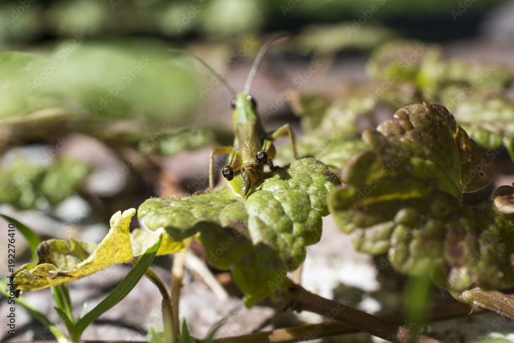 The grasshopper is defecating on a leaf of grass. An defecating insect. Macro photography. Approximate insect. Close-up The grasshopper is defecating on a leaf of grass. An defecating insect. Macro photography. Approximate insect. Close-up