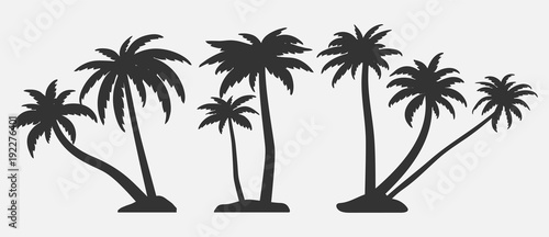 Fototapeta Tropikalne drzewa do projektowania o naturze. Zestaw sylwetki drzew palmowych. Ilustracje wektorowe na białym tle.