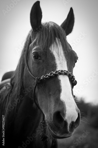 Horse Portrait © Oren