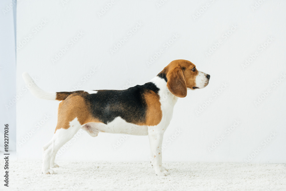 side view of cute beagle on white carpet