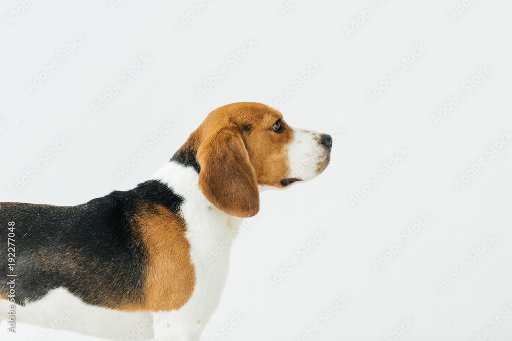 side view of cute beagle isolated on white