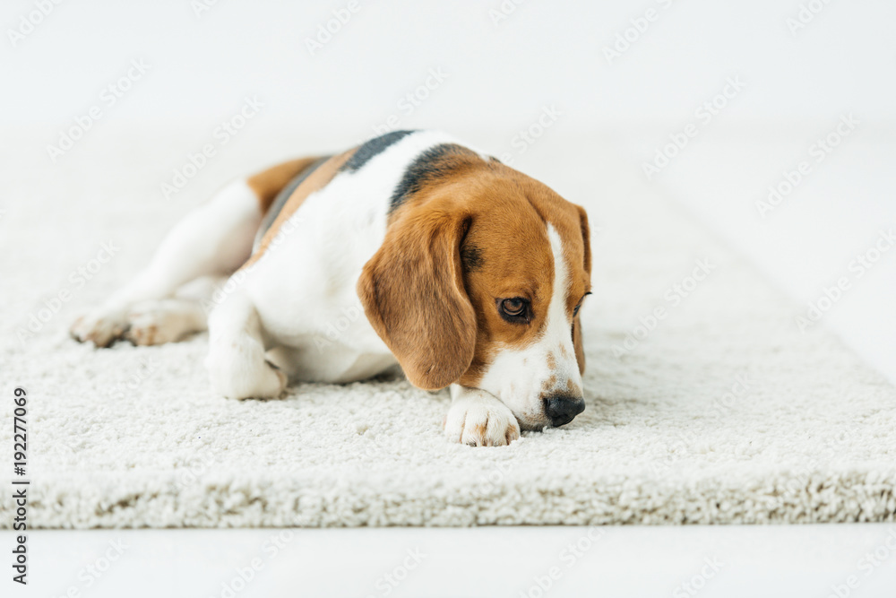 cute beagle lying on white carpet at home