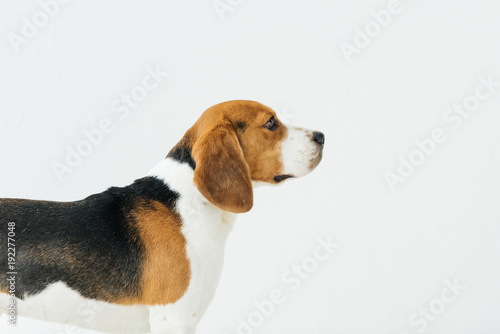 side view of cute beagle isolated on white