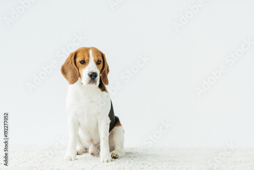cute beagle sitting on white carpet at home