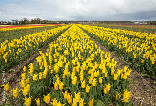 Tulip fields in the Bollenstreek, South Holland, Netherlands