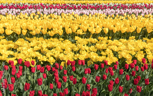 Tulip fields of the Bollenstreek, South Holland, Netherlands © wjarek