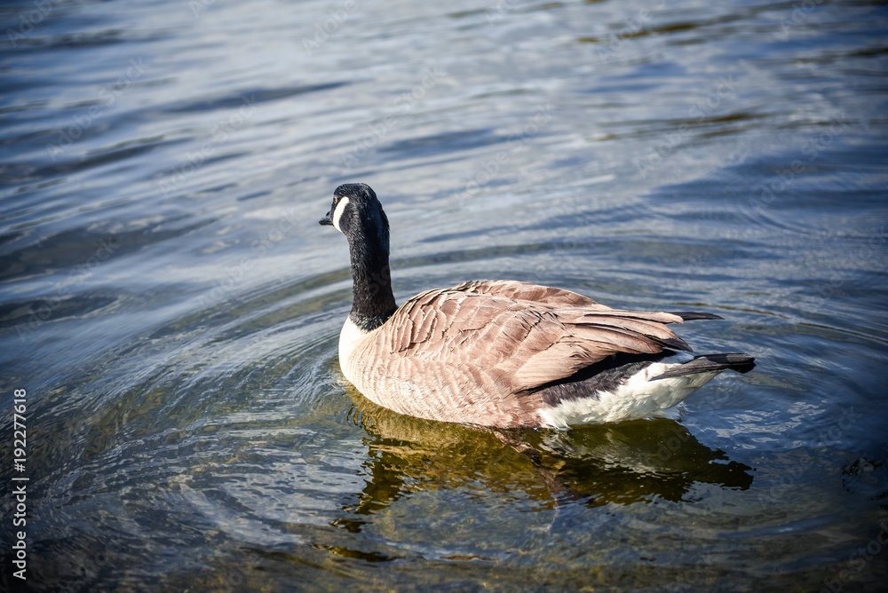 Fototapeta premium Duck on a pond in the city park in sunny autumn day.