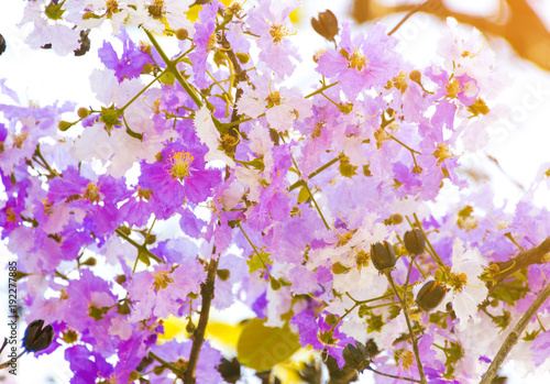 Lagerstroemia loudonii flower tree with soft light morning style 