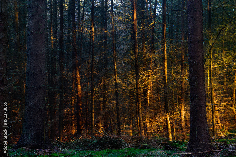 Fototapeta premium Sunset casts a golden light on some trees in a dark pine forest