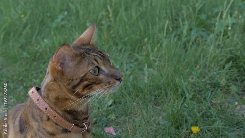 Bengal cat walks in the grass. He shows different emotions. The cat looks away. Ears on the vertex, pointing forward: the cat is in a good mood, ready for the game. photo