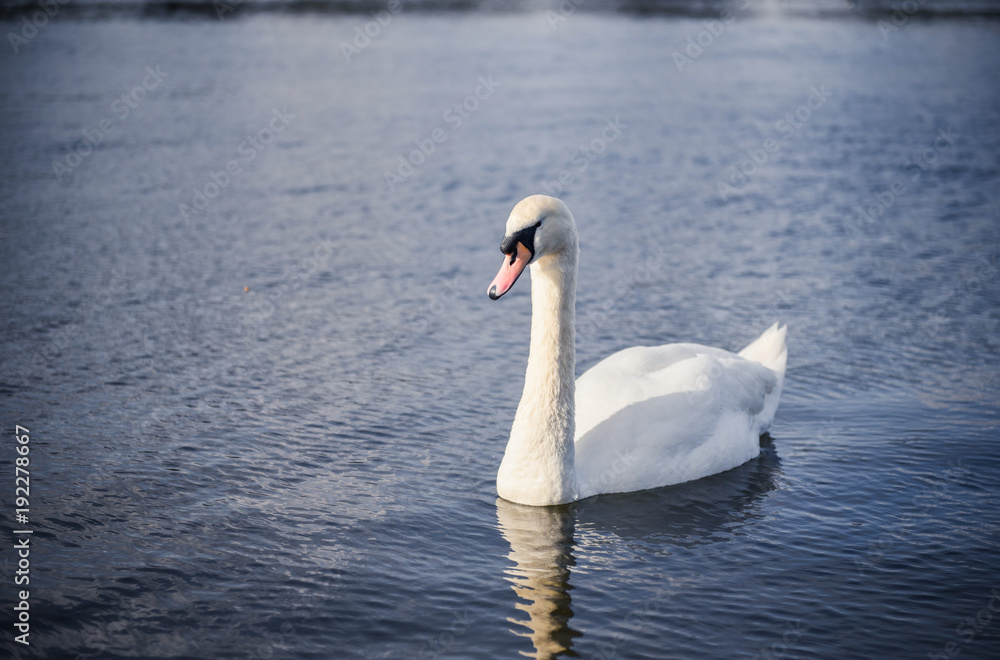 Single White Swan Swimming Gracefully On The Lake Single White Swan Swimming Gracefully On The Lake