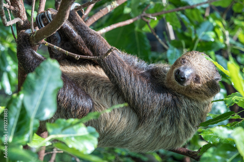 A relaxed sleepy Linnaeus's two-toed sloth (Choloepus didactylus) hanging in tree canopy. Dubai, UAE. © Kertu