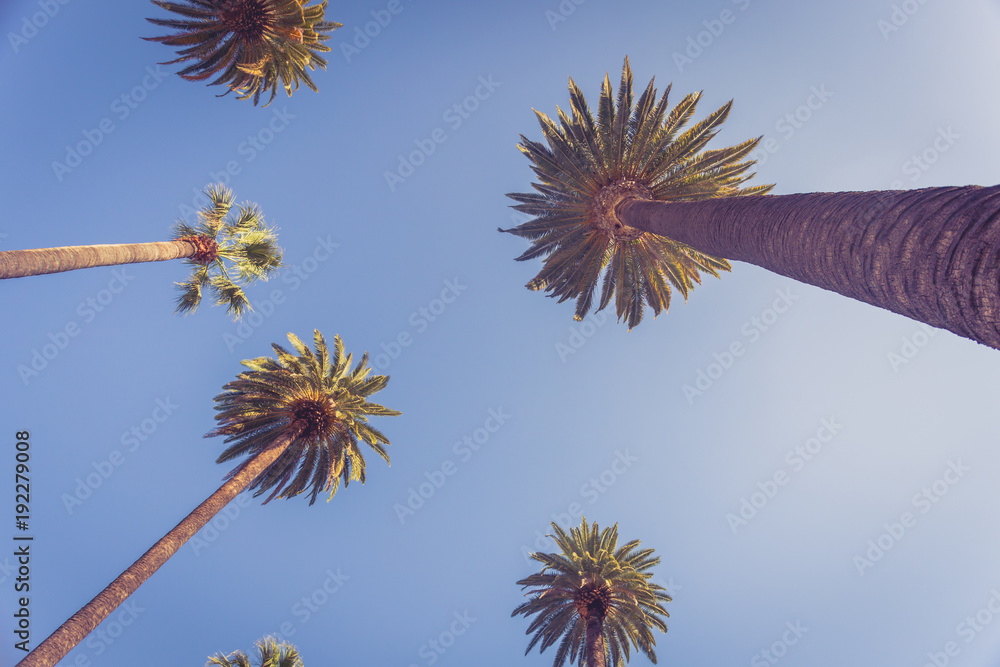 Obraz premium Palms of Beverly Hills
