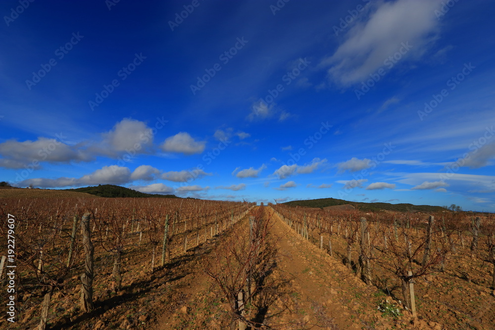 Vine and cloudy sky in french countryside. Occitanie in south of France