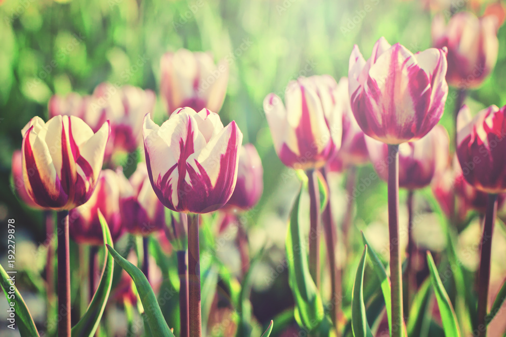 Obraz premium Tulips in rim light