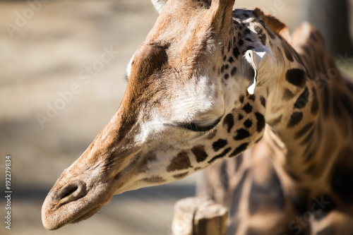 Portrait of beautiful giraffe in nature park