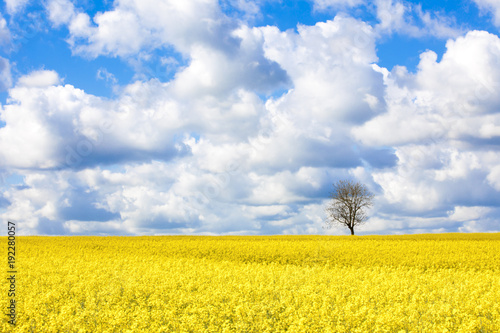 Arbre tout seul dans la campagne photo