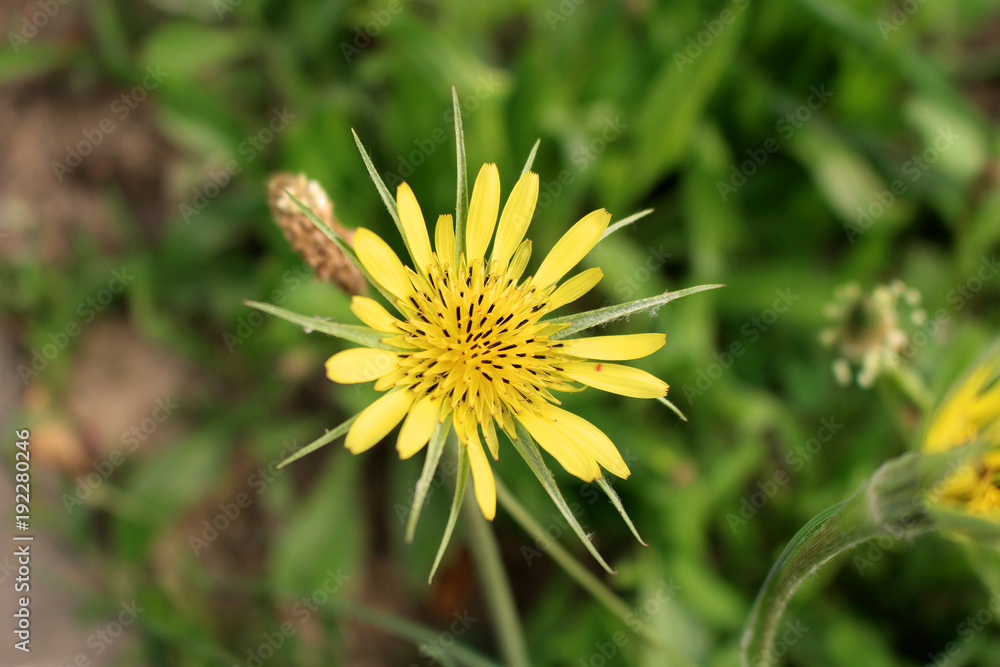 Tragopogon dubius western goat's-beard, wild oysterplant, yellow goat's beard, goat's beard, goatsbeard,is the origin a to southern and central Europe and western Asia .