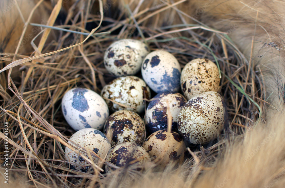 Quail eggs lie in the nest Quail eggs lie in the nest