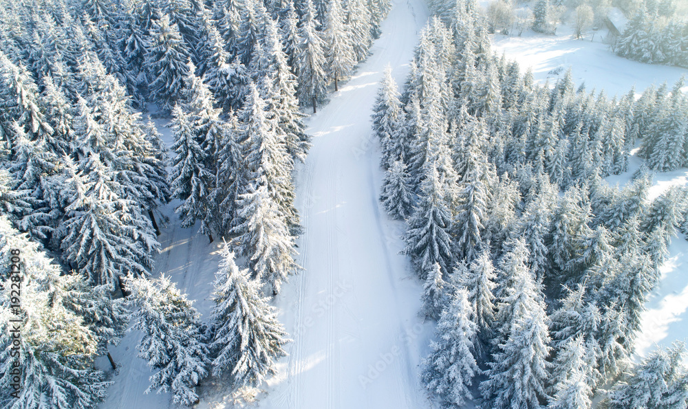 Obraz premium aerial view of forest covered with snow ,bird's eye view