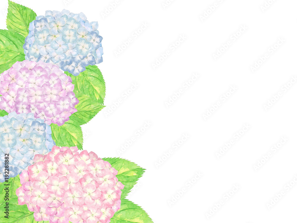 あじさい 水彩 あじさい 水彩