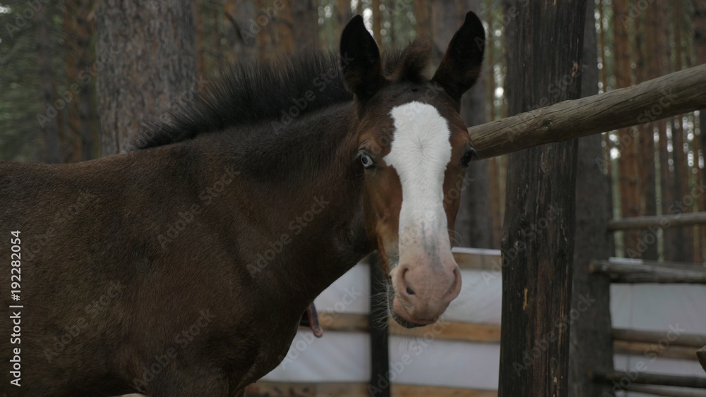 Fototapeta premium Foal in corral in the summer. The horse turns and looks at us.