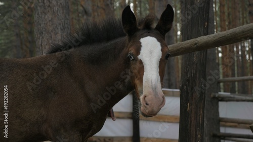 Foal in corral in the summer. The horse turns and looks at us.